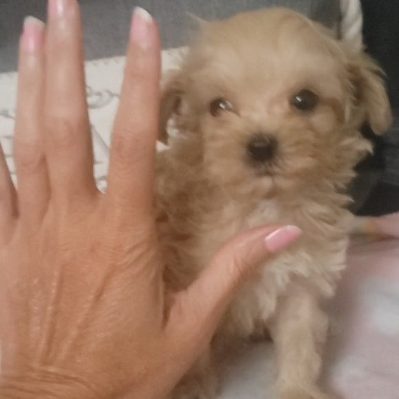 PRINCESS RAYNNE 💗💗💗 - Picture 13 of 17